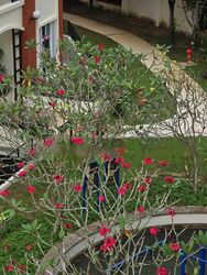 Sunrise Gardens (D28), Condominium #484662521